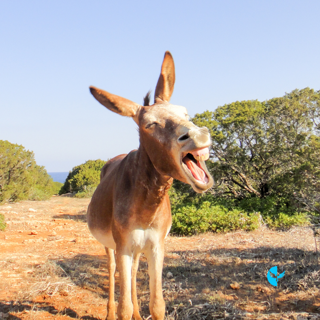 Living With a Peaceful Heart: Finding Joy in the Present Moment