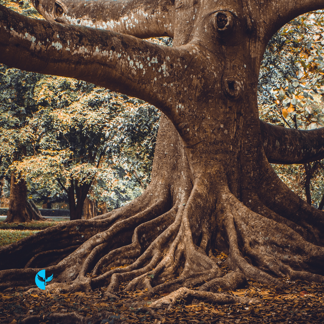 The Journey of Becoming: Stay Rooted in Truth