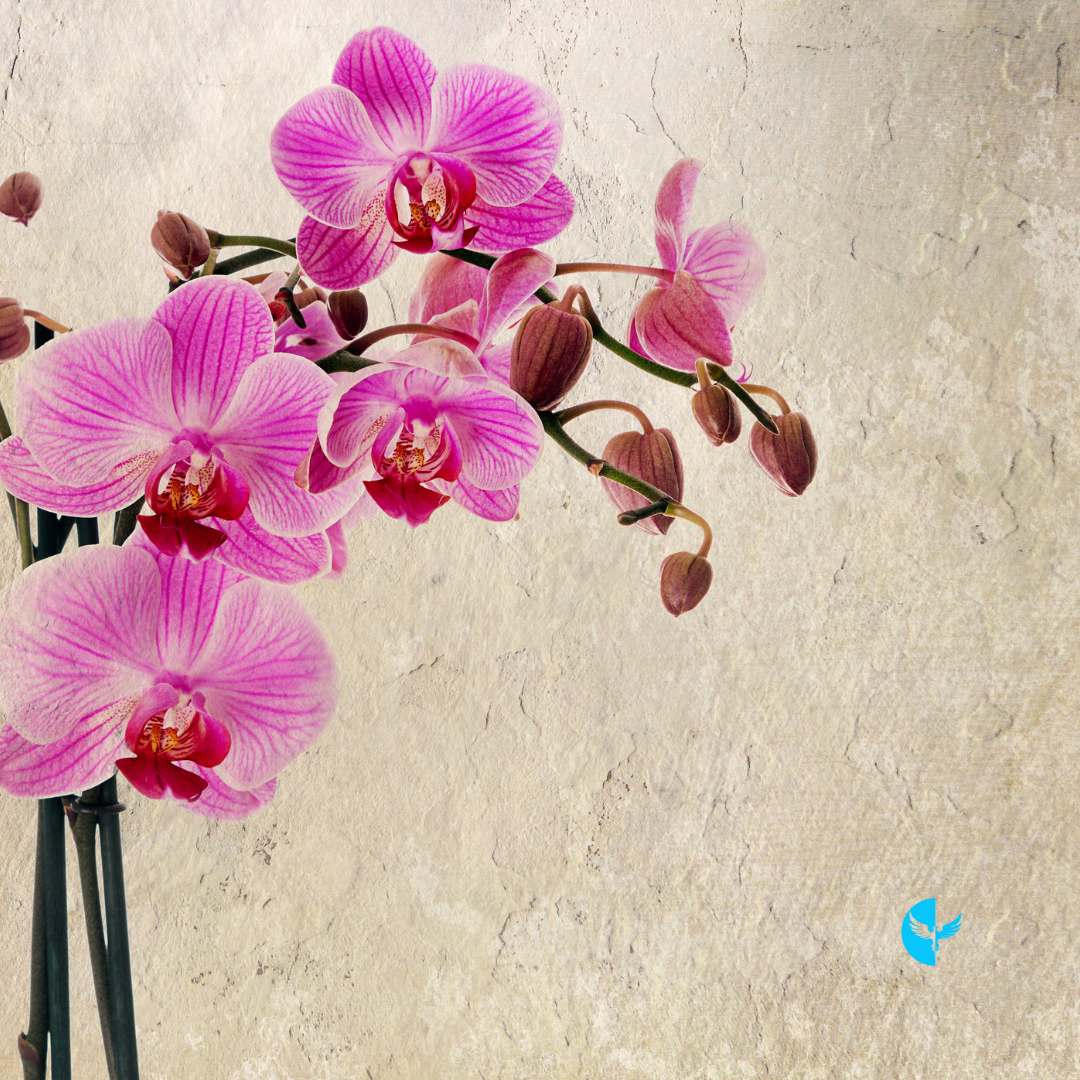 The Journey of Becoming: Cultivating Joy in the Process