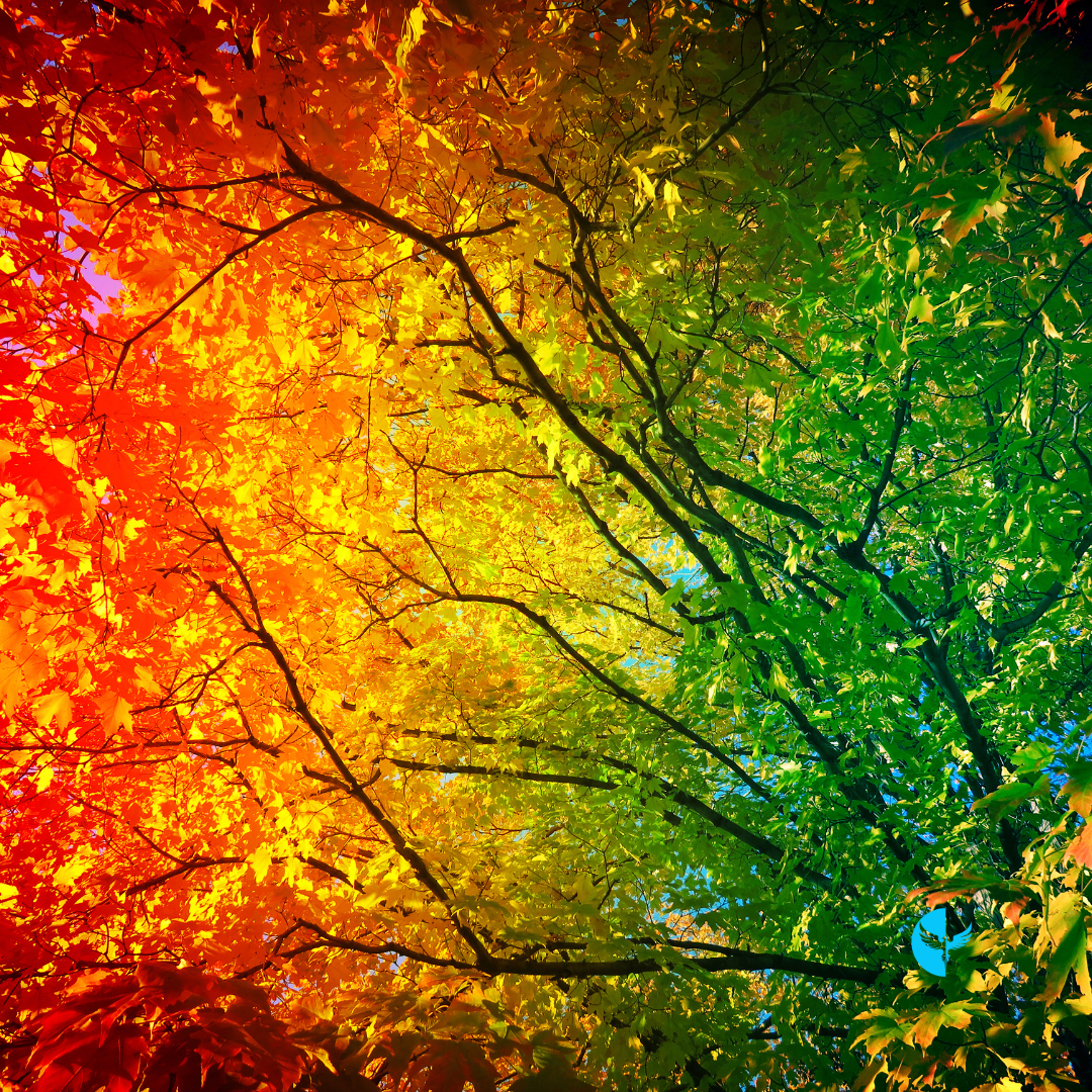 Seeing the World Through a Lens of Faith: Embracing Purpose in Every Season