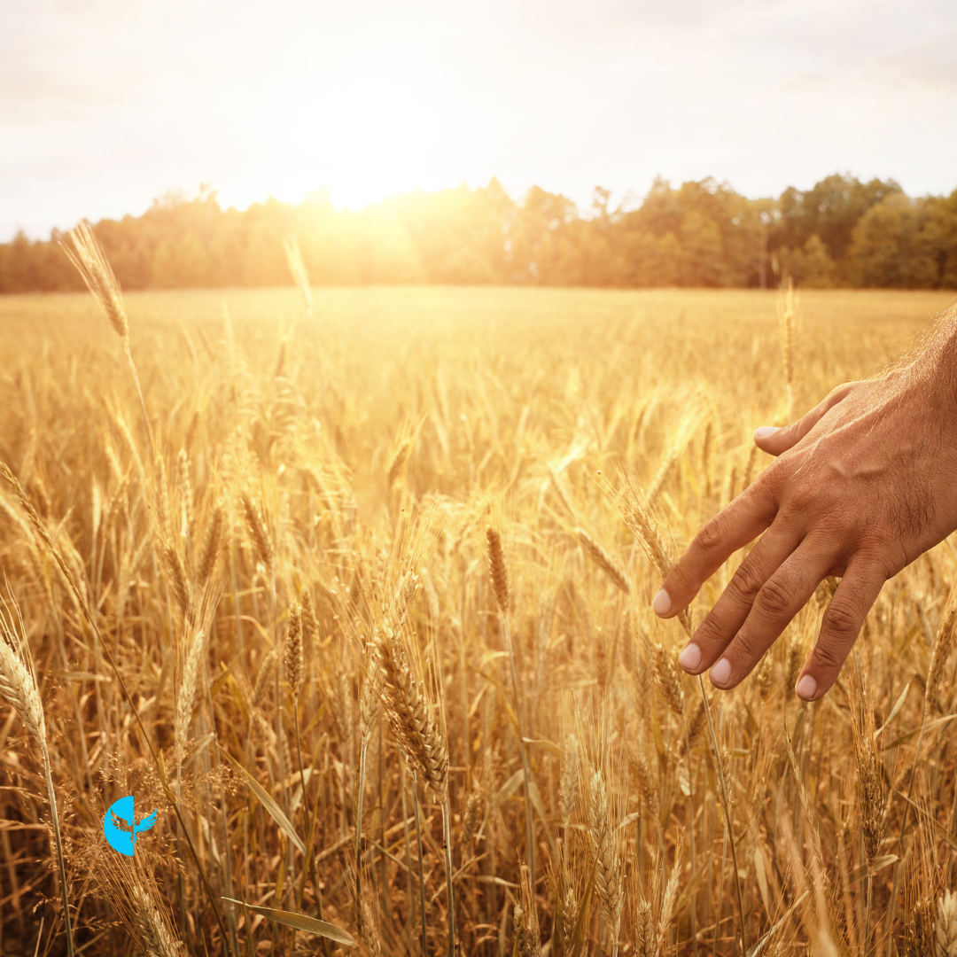 Seasons of Renewal and Harvest: Reaping the Fruits of Faithfulness