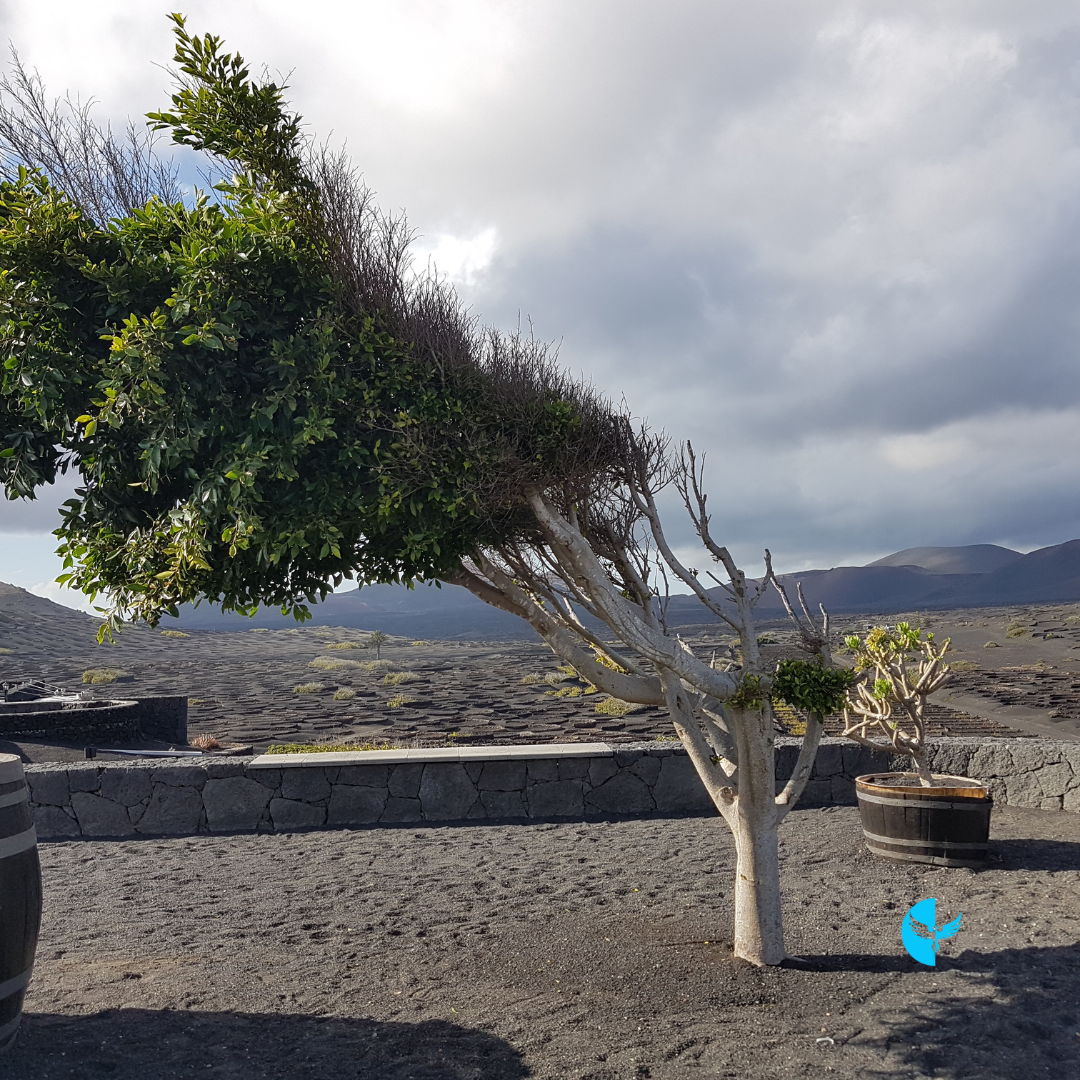 The Light Within: The Power of Resilience