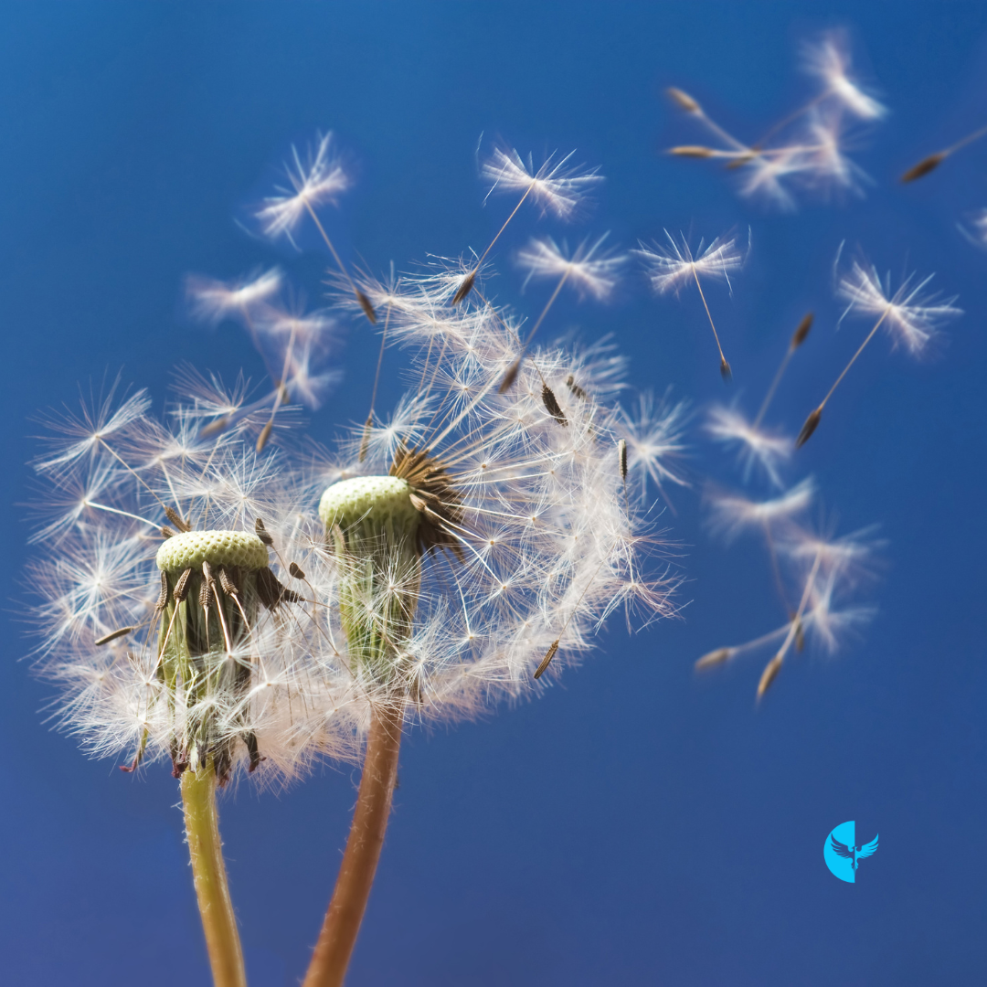 Living in Harmony: Navigating Life’s Seasons With Grace